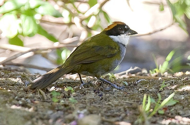 Photo (2): Chestnut-capped Brushfinch