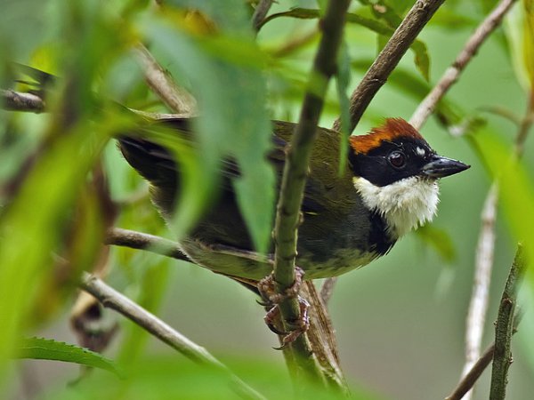 Photo (1): Chestnut-capped Brushfinch