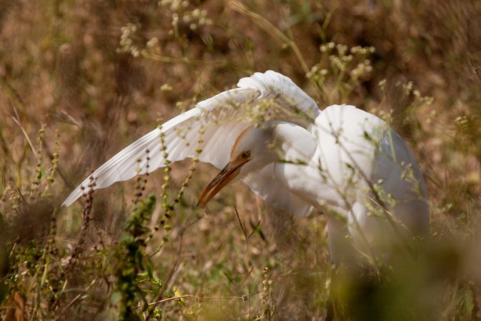 Photo (12): Cattle Egret