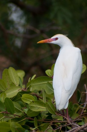 Photo (11): Cattle Egret