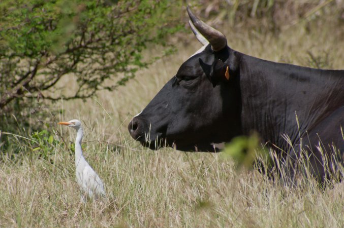 Photo (21): Cattle Egret