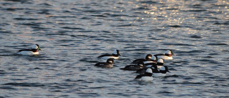 Photo (8): Bufflehead