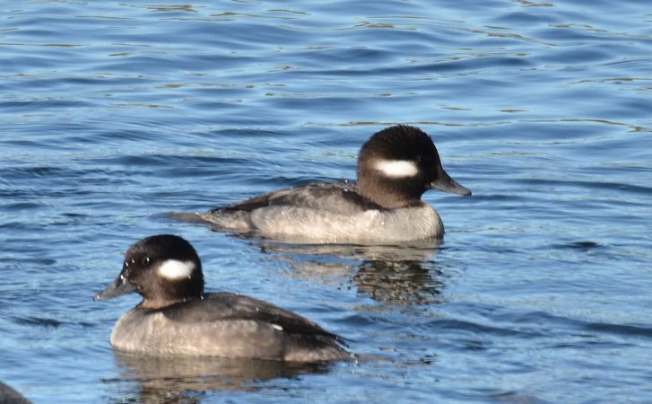 Photo (15): Bufflehead