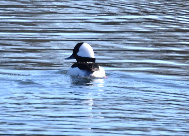 Photo (23): Bufflehead