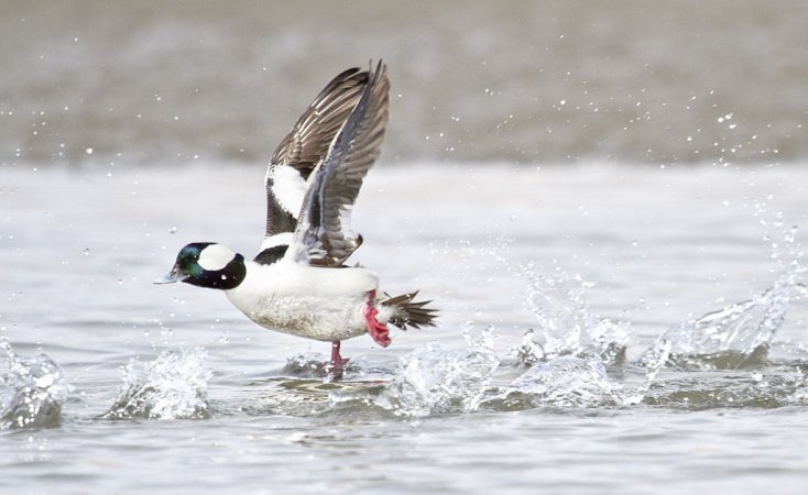 Photo (4): Bufflehead