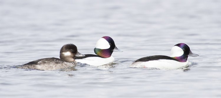 Photo (22): Bufflehead