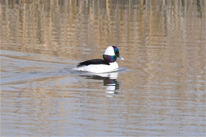 Photo (19): Bufflehead