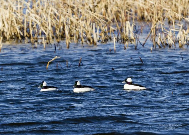 Photo (16): Bufflehead