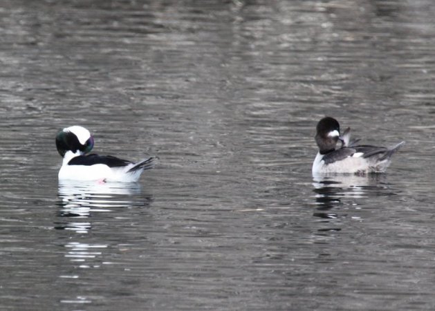 Photo (17): Bufflehead