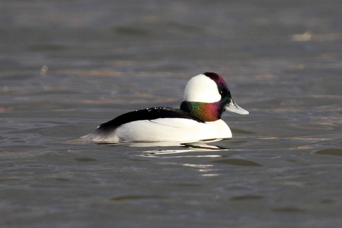 Photo (1): Bufflehead