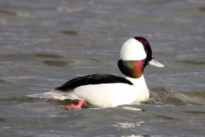 Photo (5): Bufflehead