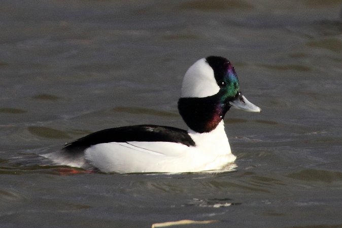 Photo (7): Bufflehead