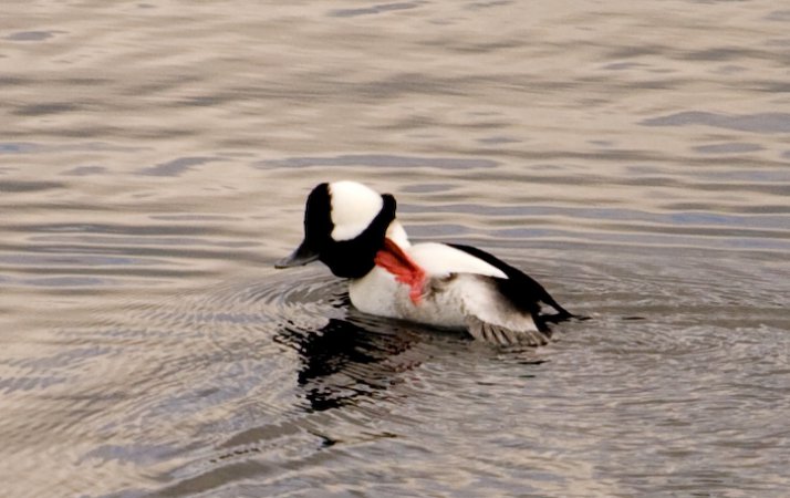 Photo (20): Bufflehead