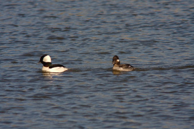 Photo (21): Bufflehead