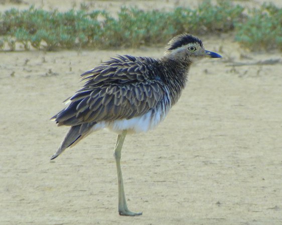 Photo (9): Double-striped Thick-knee