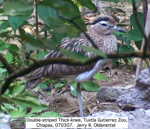 Photo (12): Double-striped Thick-knee