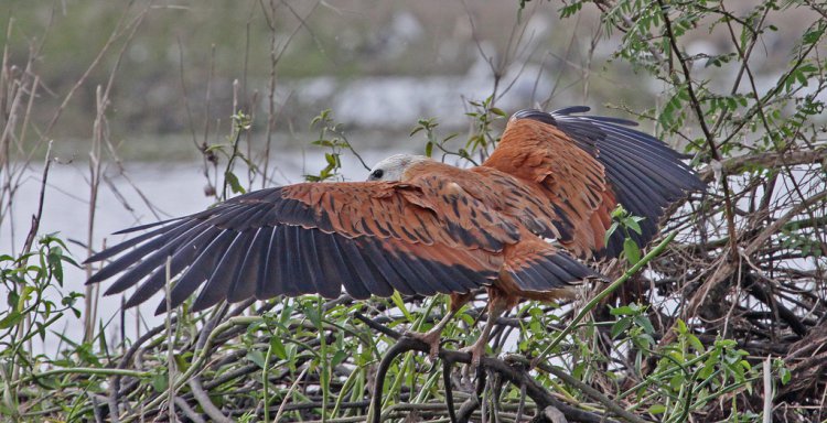Photo (8): Black-collared Hawk