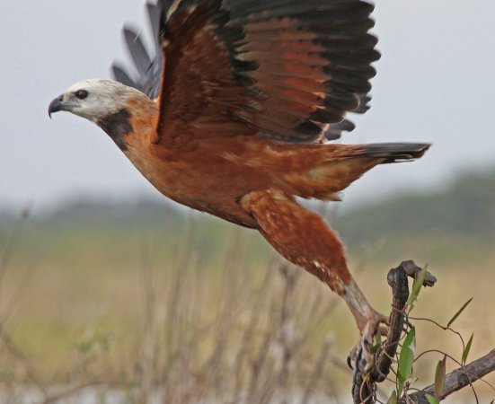 Photo (5): Black-collared Hawk