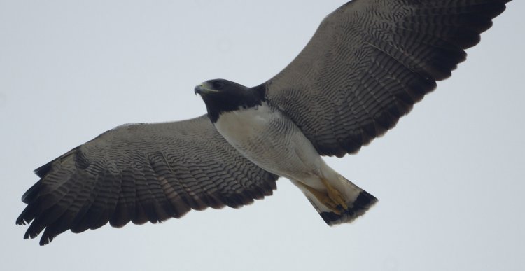 Photo (7): White-tailed Hawk