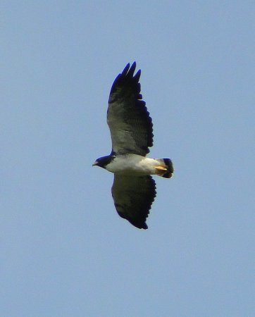 Photo (15): White-tailed Hawk