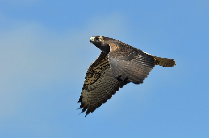 Photo (17): White-tailed Hawk