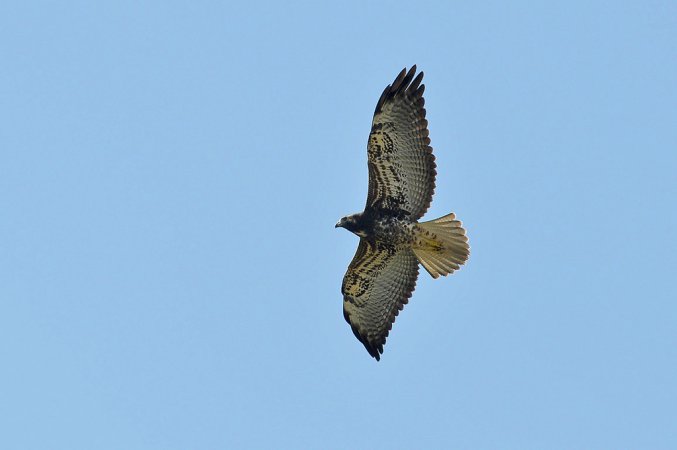 Photo (8): White-tailed Hawk