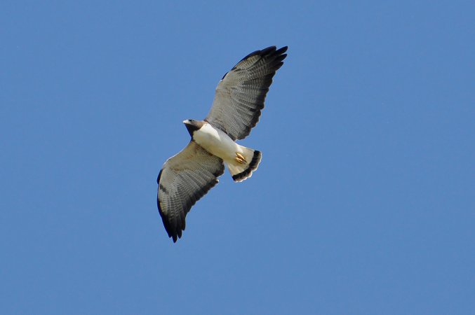 Photo (13): White-tailed Hawk