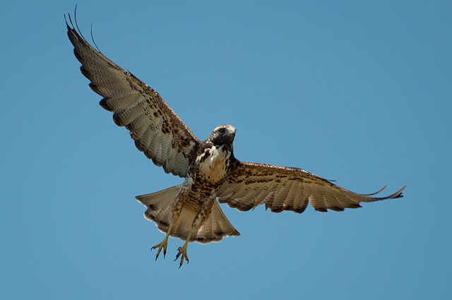 Photo (12): White-tailed Hawk