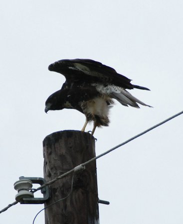 Photo (14): White-tailed Hawk