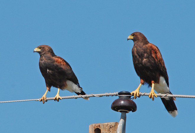 Photo (10): White-tailed Hawk