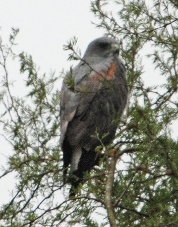 Photo (21): White-tailed Hawk