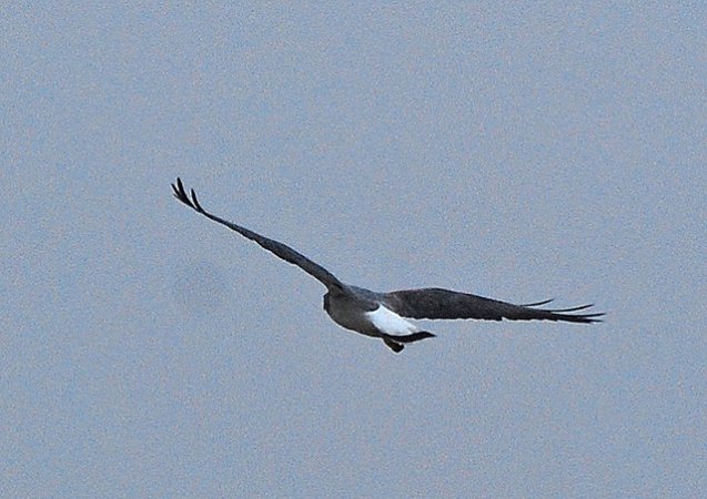 Photo (16): White-tailed Hawk