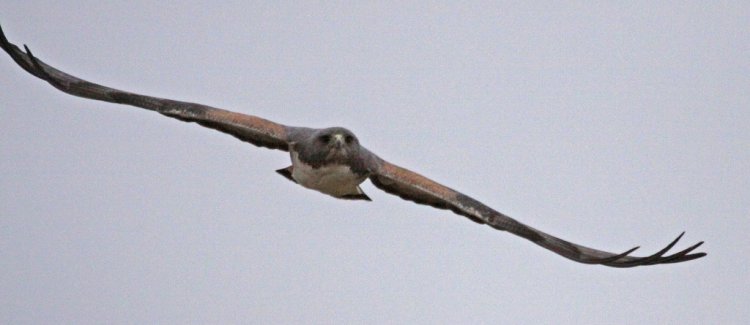 Photo (9): White-tailed Hawk