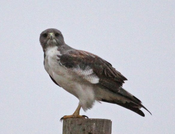 Photo (20): White-tailed Hawk