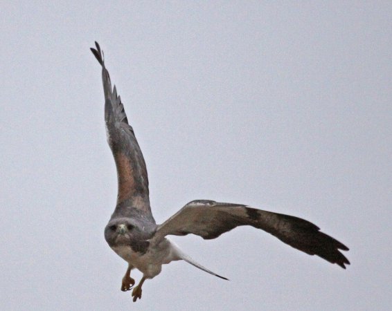 Photo (19): White-tailed Hawk