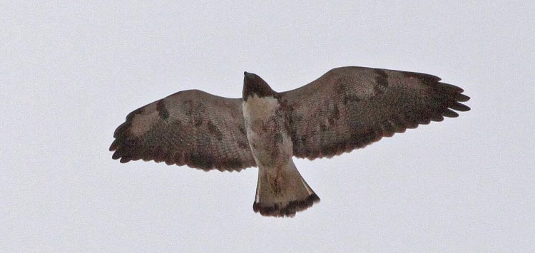 Photo (11): White-tailed Hawk