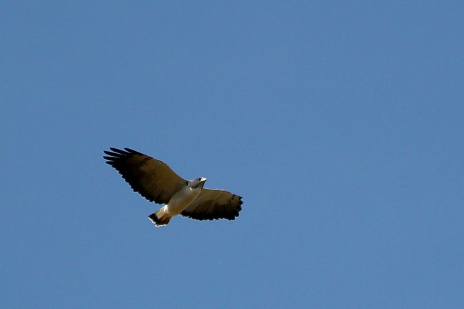 Photo (18): White-tailed Hawk