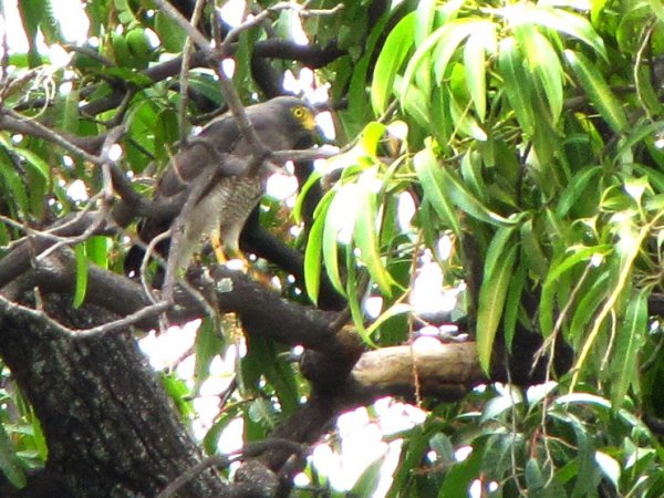 Photo (21): Roadside Hawk