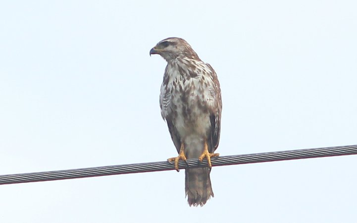 Photo (25): Roadside Hawk