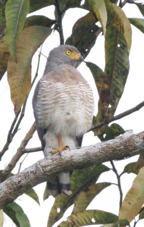 Photo (11): Roadside Hawk