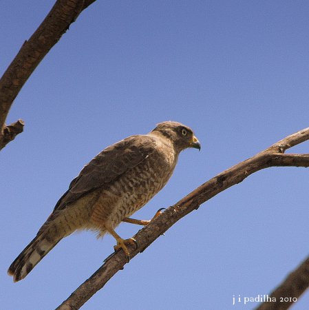 Photo (18): Roadside Hawk