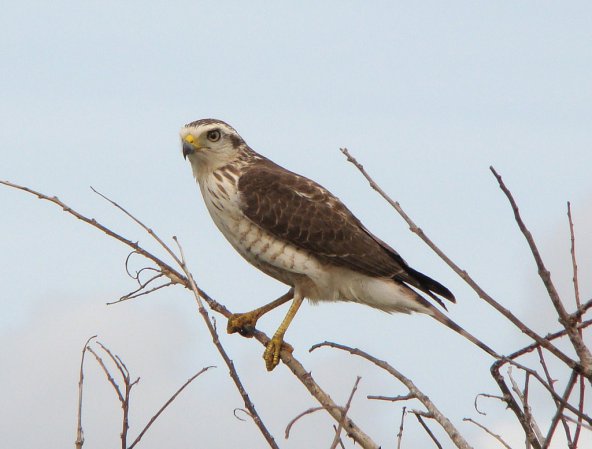 Photo (24): Roadside Hawk