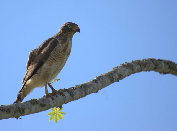 Photo (17): Roadside Hawk