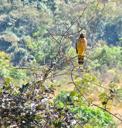Photo (22): Roadside Hawk