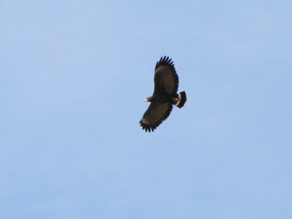 Photo (8): Common Black Hawk