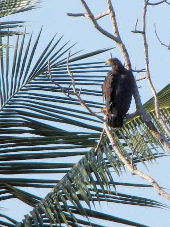 Photo (18): Common Black Hawk