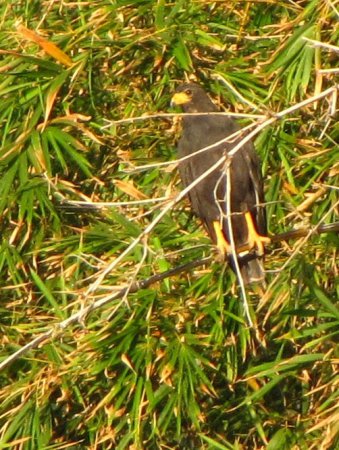 Photo (12): Common Black Hawk