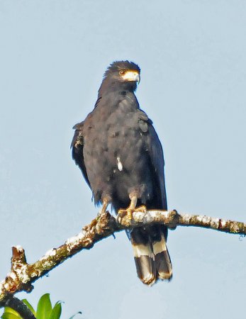 Photo (11): Common Black Hawk