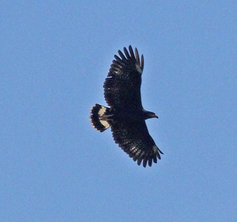 Photo (14): Common Black Hawk