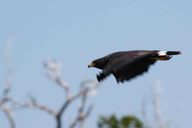 Photo (13): Common Black Hawk